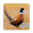 icon Pheasant Sounds 3.9.0
