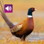 icon Pheasant Sounds