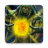 icon Lost Lands 6 2.1.1.1186.156