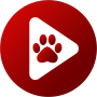 icon Bear Player