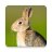 icon Rabbit Sounds 3.8.0