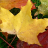 icon Autumn Wallpapers 2.0.1